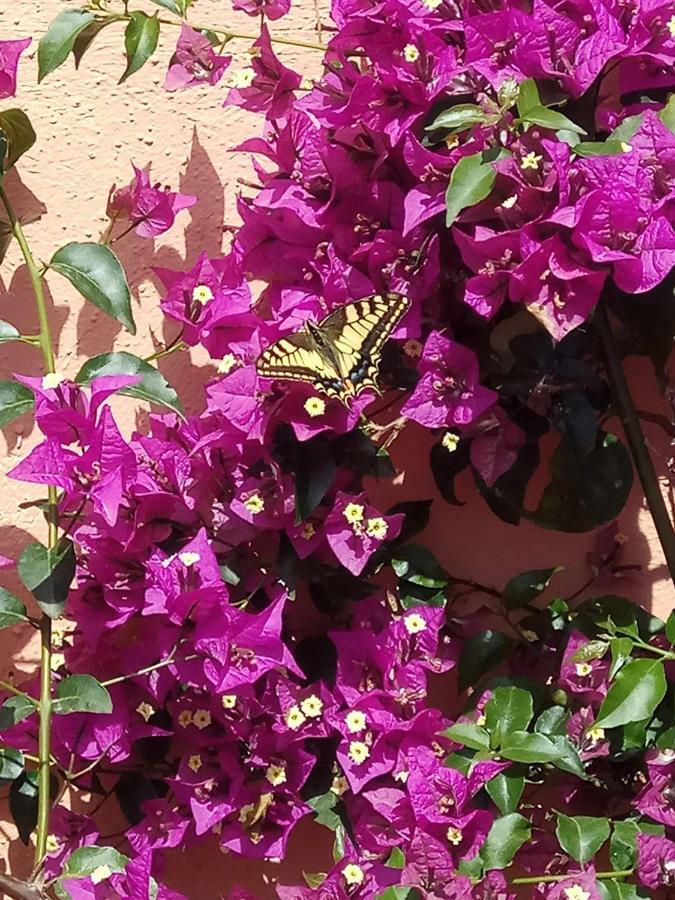 אורוסיי Appartamento In Zona Residenziale מראה חיצוני תמונה